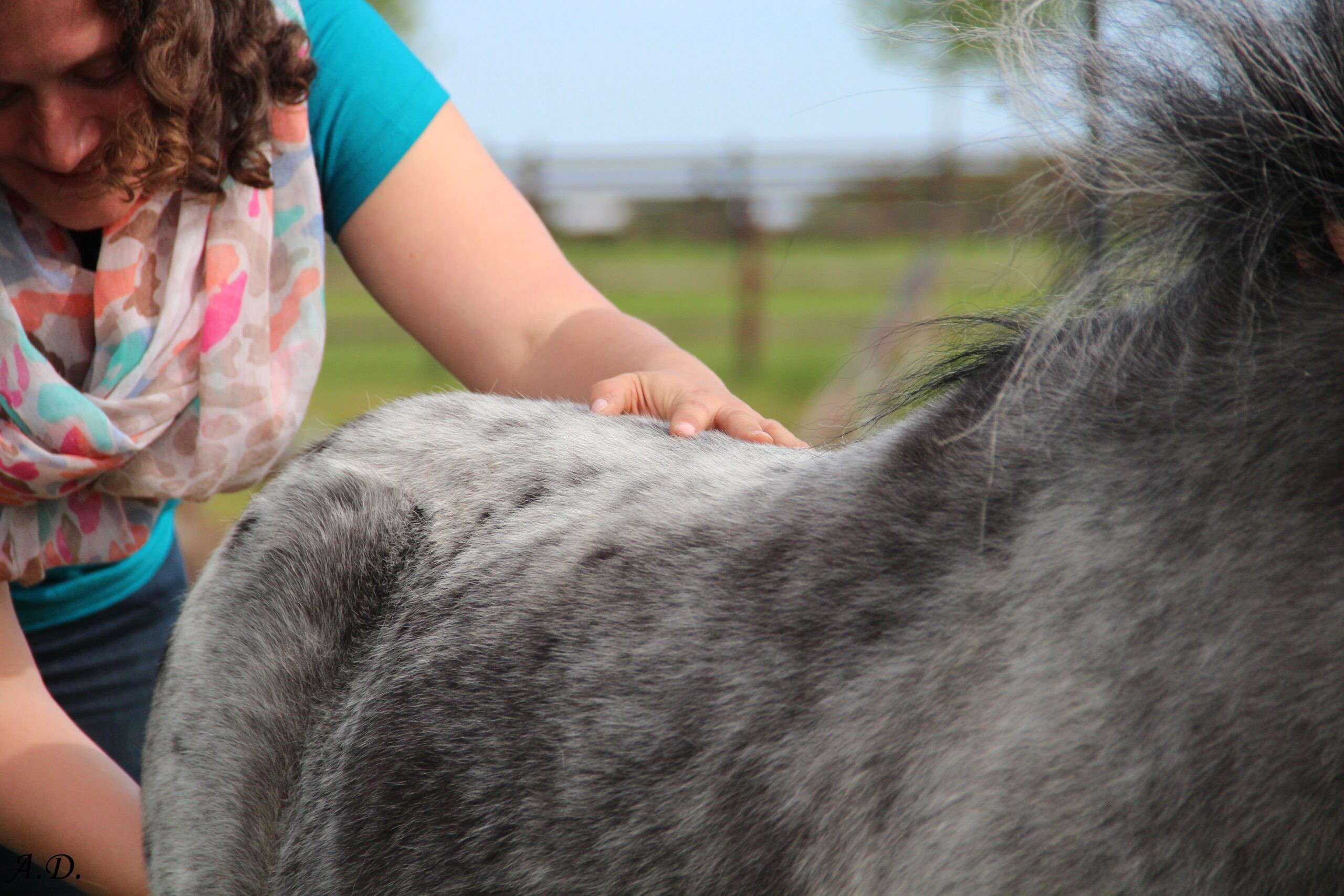 Mains sur poney